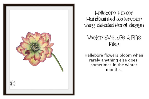 Watercolor Hellebore Vector for Crafts and Commercial Projects